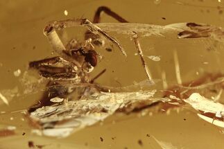 Large Fossil Spider (Araneae) In Baltic Amber #270589