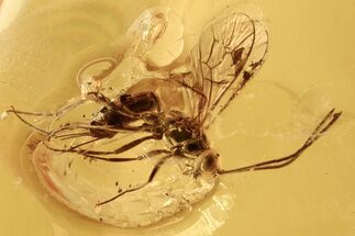 Fossil Wasp (Ichneumonidae) In Baltic Amber #270595