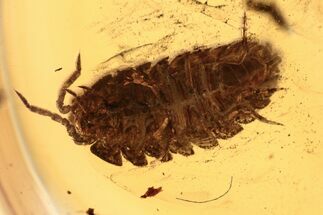 Fossil Woodlouse (Oniscidae) In Baltic Amber - Rare #270596