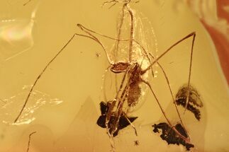 Fossil Assassin Bug (Reduviidae) In Baltic Amber - Rare #270598