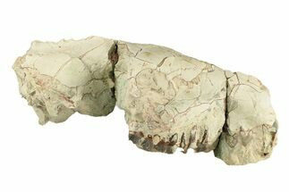 Partial Oreodont (Eporeodon) Upper Skull - South Dakota #270116