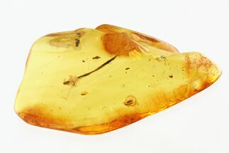 Fossil Ant-Like Leaf Beetle, Ant, and Plant Splint in Baltic Amber #270607