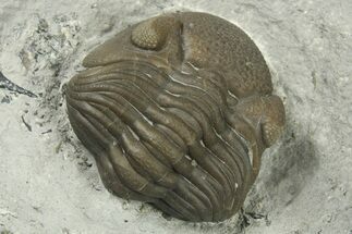 Wide, Enrolled Eldredgeops Trilobite - Ohio #270435
