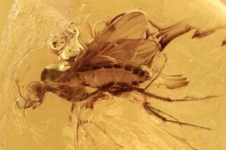 Fossil Wood Gnat (Sylvicola) In Baltic Amber #270621