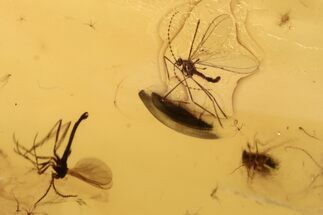 Fossil Fly Swarm in Baltic Amber #270622