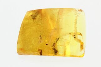 Fossil Crane Fly and Ant in Baltic Amber #270638