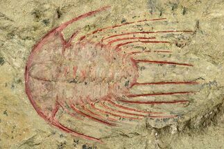 Selenopeltis Trilobite With Red Spines - Fezouata Formation #270543