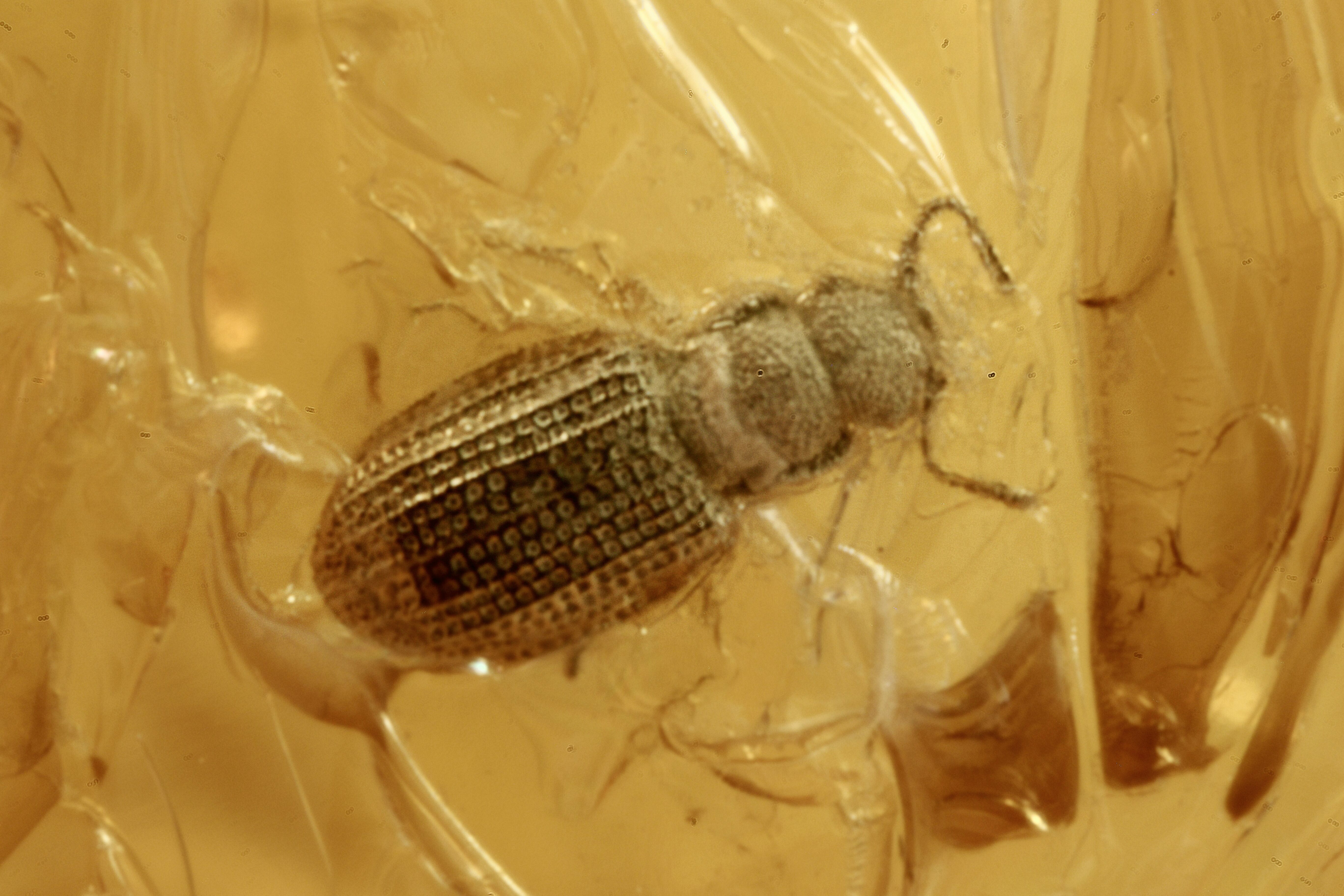 Fossil Fungus Beetle (Latridiidae) in Baltic Amber (#270664) For Sale ...