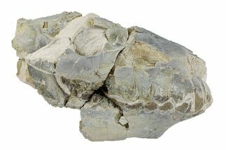 Fossil Oreodont (Merycoidodon) Partial Skull - South Dakota #269888