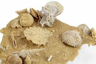 Miniature Fossil Cluster (Ammonites, Oyster) - France #270561
