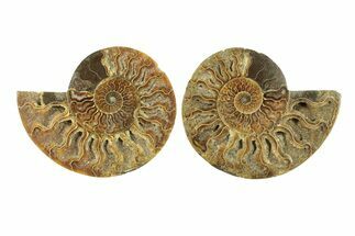 Cut & Polished, Agatized Ammonite Fossil - Madagascar #270286