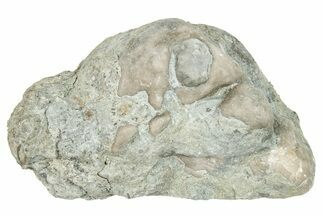 Ordovician Chaetetid Sponge (Solenopora) Fossil - Kentucky #270356
