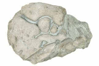 Ordovician Chaetetid Sponge (Solenopora) Fossil - Kentucky #270370