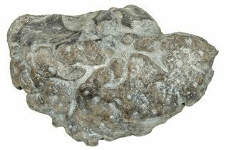 Buy Miscellaneous Fossils