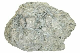 Ordovician Chaetetid Sponge (Solenopora) Fossil - Kentucky #270382
