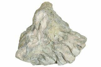 Ordovician Chaetetid Sponge (Solenopora) Fossil - Kentucky #270383