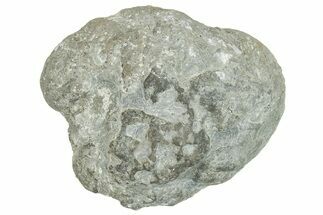 Ordovician Chaetetid Sponge (Solenopora) Fossil - Kentucky #270385