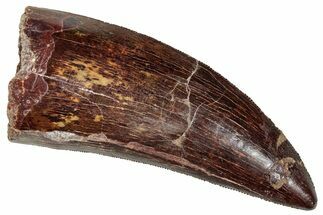 Serrated, Carcharodontosaurus Tooth - Excellent Preservation #270456