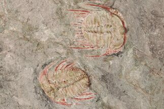 Two Colorful Kettneraspis Trilobite - Timrzit , Morocco #270567