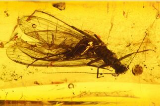 Fossil Stonefly (Plecoptera) in Baltic Amber #270835