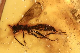 Large Fossil Wasp (Hymenoptera) In Baltic Amber #270625