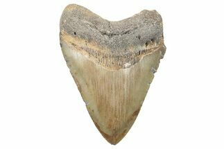 Serrated, Fossil Megalodon Tooth - North Carolina #270831