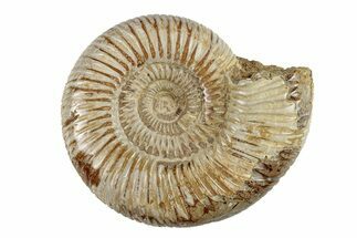 Polished Jurassic Ammonite (Perisphinctes) - Madagascar #270916