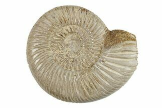 Polished Jurassic Ammonite (Perisphinctes) - Madagascar #270921