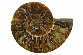 Cut & Polished Ammonite Fossil (Half) - Madagascar #270323