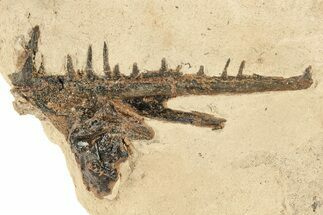 Fossil Fish Jaw Section in Rock - Asfla, Morocco #270938