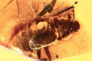 Gall Midge (Cecidomyiidae) & Cockroach (Blattodea) In Baltic Amber #270610