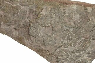Ordovician Trilobite Mortality Plate - Tafraoute, Morocco #267480