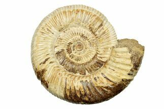 Polished Jurassic Ammonite (Perisphinctes) - Madagascar #270940