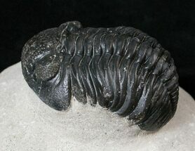 Thick Shelled Phacops Trilobite - Mrakib, Morocco #15664