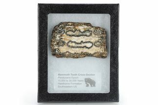 Mammoth Molar Slice with Case - South Carolina #266468