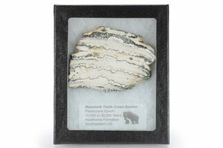 Mammoth Molar Slice with Case - South Carolina #266481