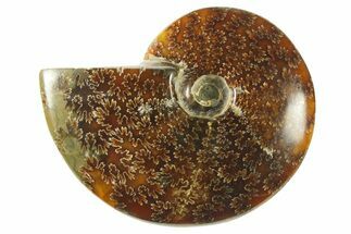 Polished Ammonite (Cleoniceras) Fossil - Madagascar #266347