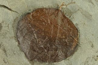 Fossil Leaf (Zizyphoides) - Montana #271032