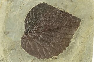 Fossil Leaf (Davidia) - Montana #270989