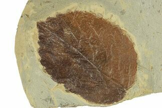 Fossil Leaf (Browniea) - Montana #270993