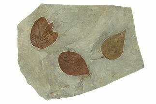 Plate with Three Fossil Leaves (Three Species) - Montana #271057