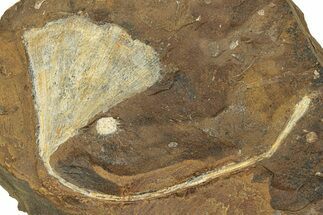 Paleocene Fossil Ginkgo Leaf - North Dakota #271092