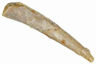 Fossil Pterosaur (Siroccopteryx) Tooth - Morocco #268949