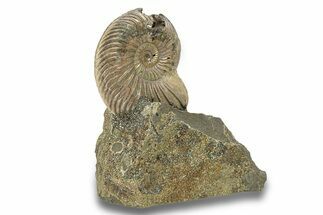 Iridescent, Pyritized Ammonite (Quenstedticeras) Fossil Display #266852