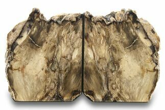 Tall, Petrified Wood Bookends - McDermitt, Oregon #271131