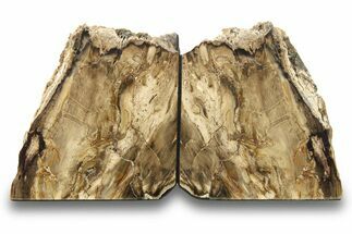 Tall, Petrified Wood Bookends - McDermitt, Oregon #271136