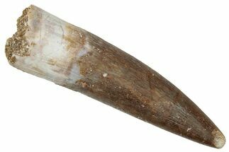 Fossil Plesiosaur (Zarafasaura) Tooth - Morocco #269337