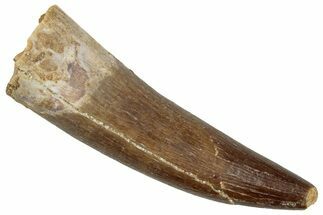 Fossil Plesiosaur (Zarafasaura) Tooth - Morocco #269339