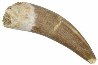 Fossil Plesiosaur (Zarafasaura) Tooth - Morocco #269340