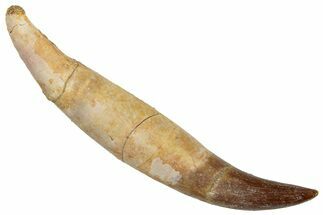 Fossil Plesiosaur (Zarafasaura?) Rooted Tooth - Morocco #269355